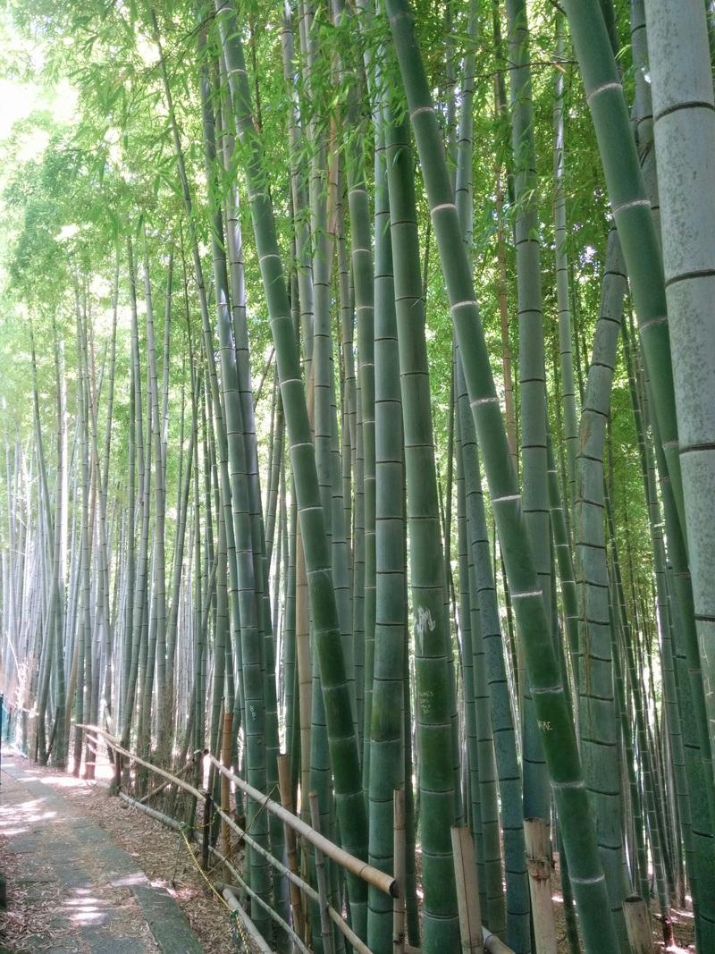 Kyoto bamboo forest