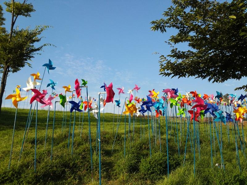 DMZ windflowers